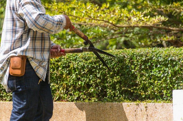 Garden Maintenance Streatham, SW16